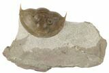 Rare Ptychopyge Trilobite - Putilovo Quarry, Russia #191704-1